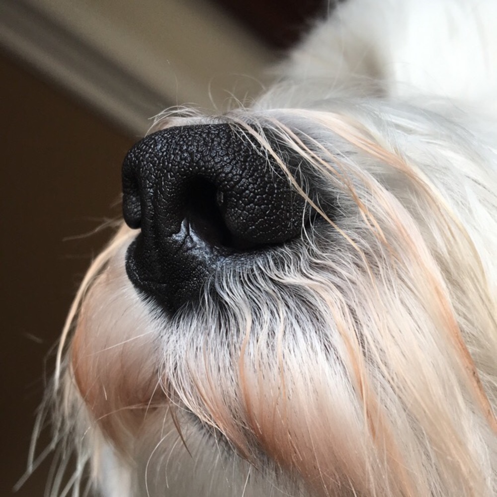 Meet your Posher, Sydney